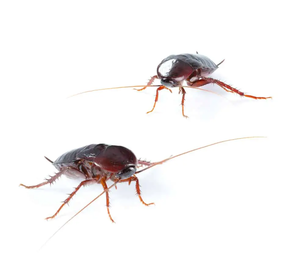 How Can You Get Rid Of Roaches In A Mobile Home?