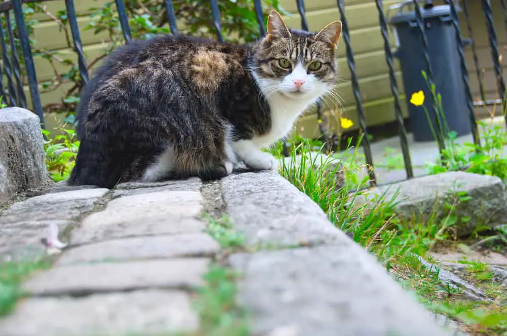 How Do You Keep Stray Cats From Under Your Mobile Home?