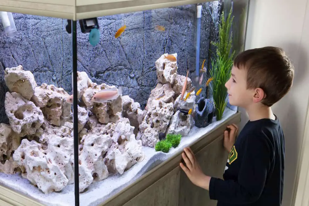 Is It Okay To Keep an Aquarium In Your Garage?