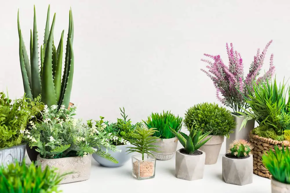 What Should You Do with Unwanted House Plants?