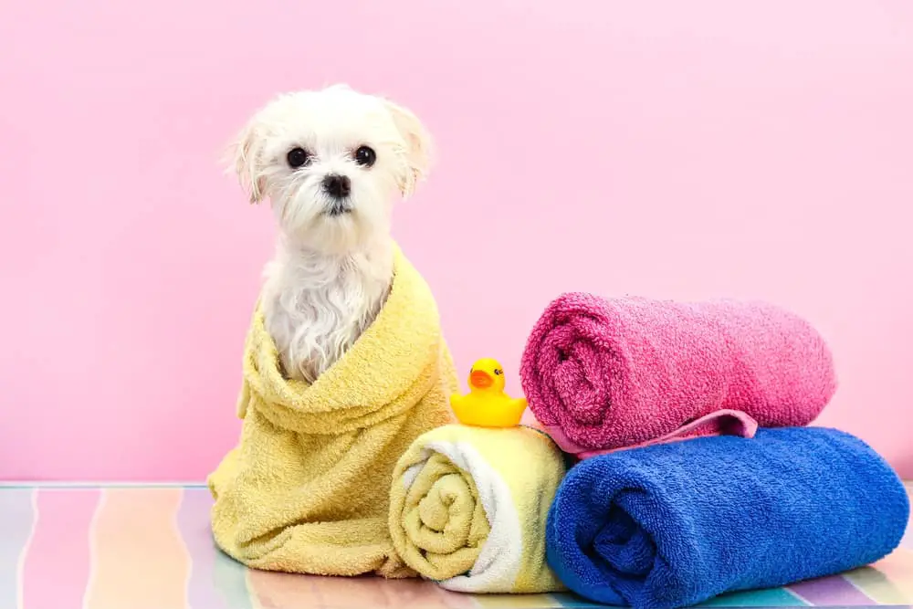 Can You Wash Dog Towels with Towels Used by Humans?