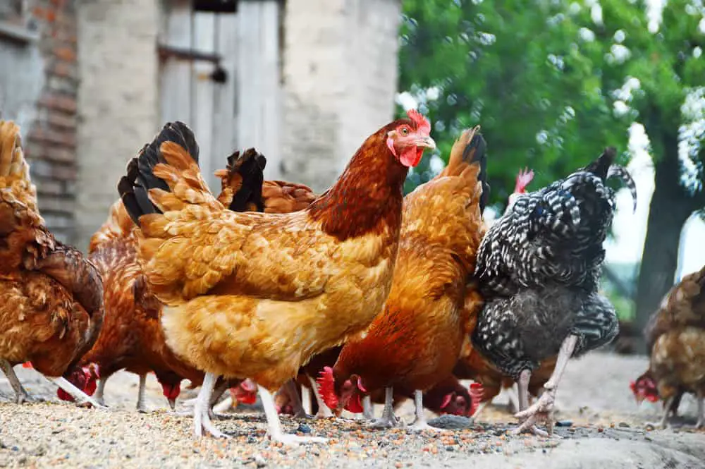 How Do You Keep Your Neighbor’s Chickens Out of Your Yard?