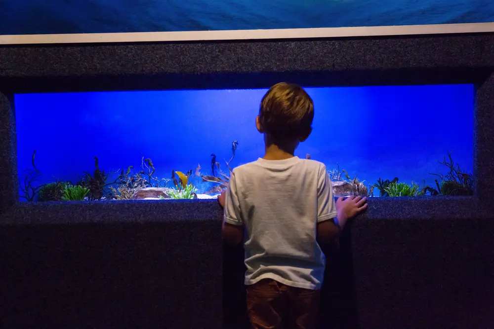 Can You Have A Fish Tank In A Mobile Home? 