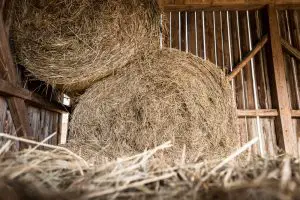 How Long Does Hay Last in A Barn?