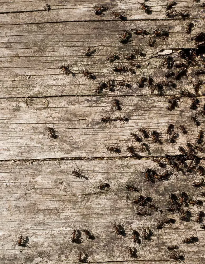 Why Are Ants Attracted To Your Desk?