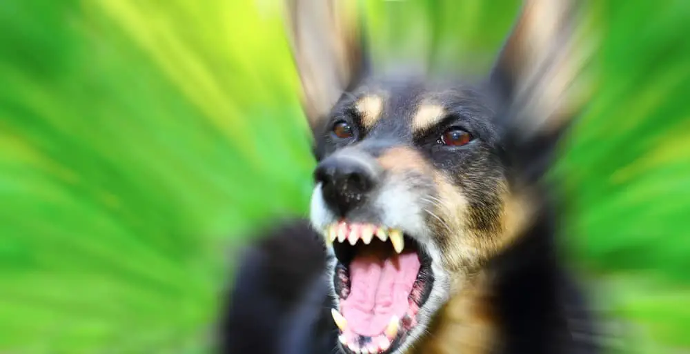 What Can You Do About Your Neighbor’s Constantly Barking Dog?