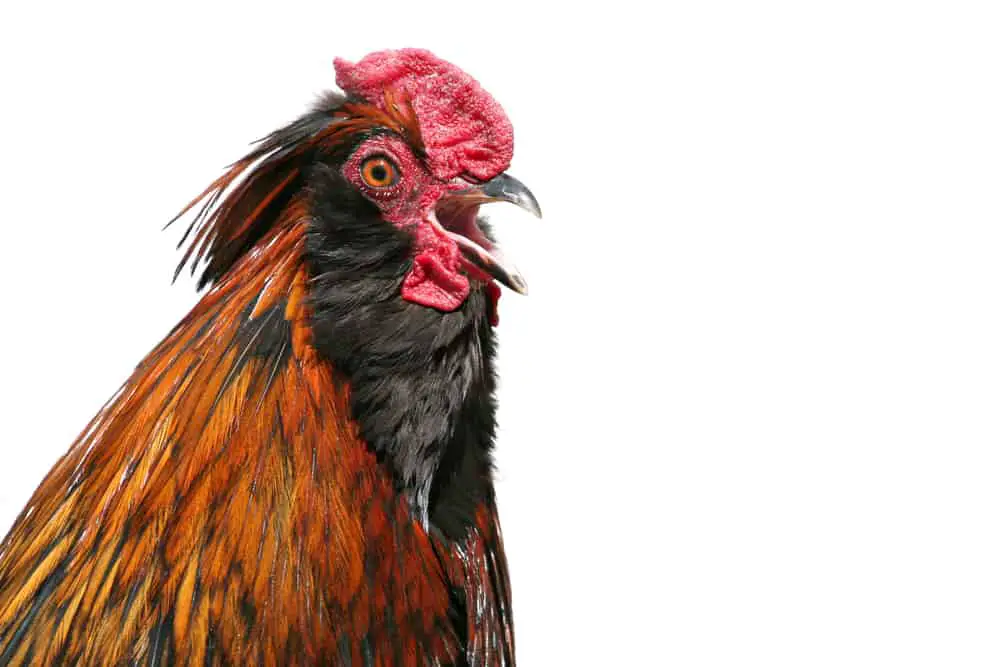 What Can You Do About Your Neighbor's Noisy Rooster?