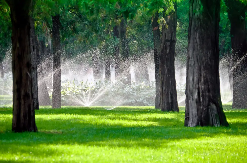 Is It Bad for Sprinkler Water to Hit Trees?