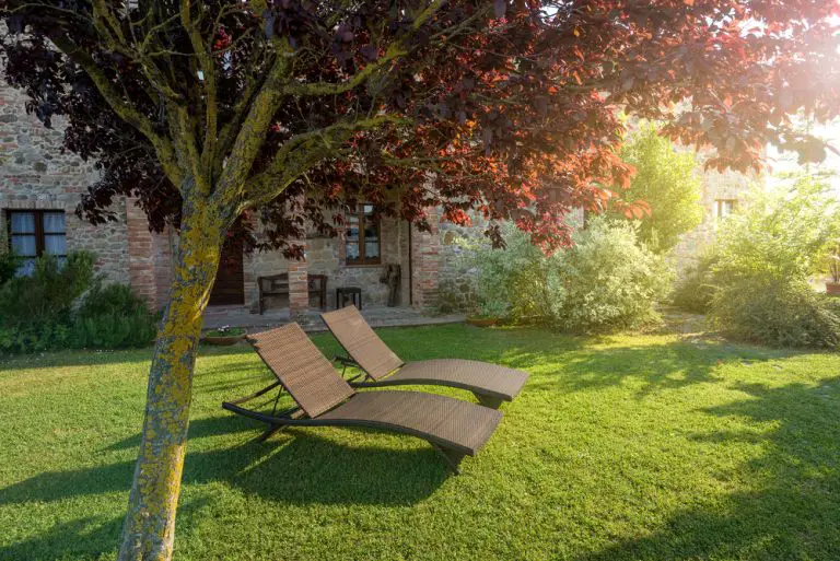 Can You Sell a Tree from Your Yard? Exploring the Legal and Practical