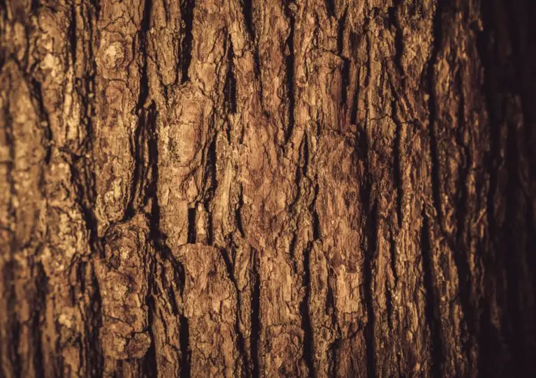 Is It Safe to Burn Bark in a Wood Stove? Mobile Home Repair Tips