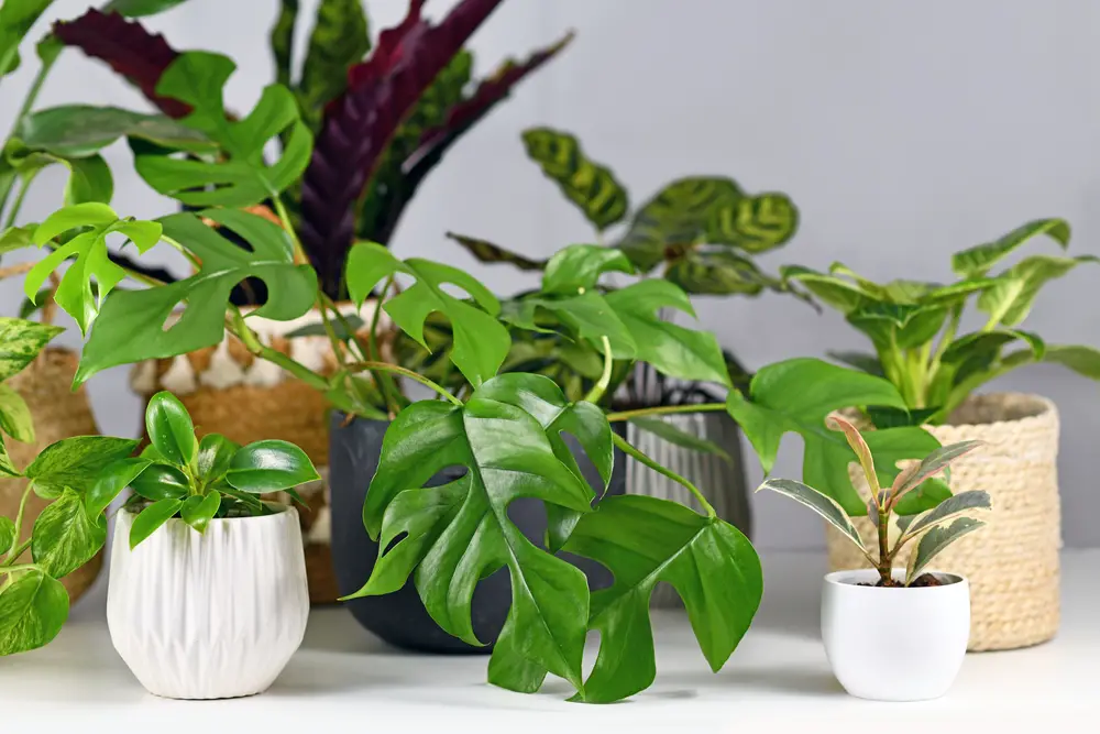 Should A Single Person Own Multiple Plants?