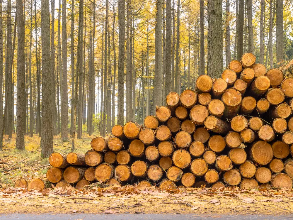 Is Larch Good for Burning in a Wood Stove?