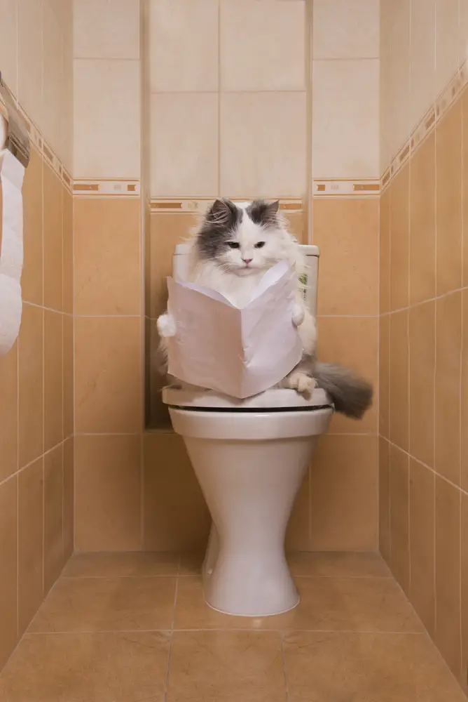 What Should You Do If Your Cat Falls in the Toilet?